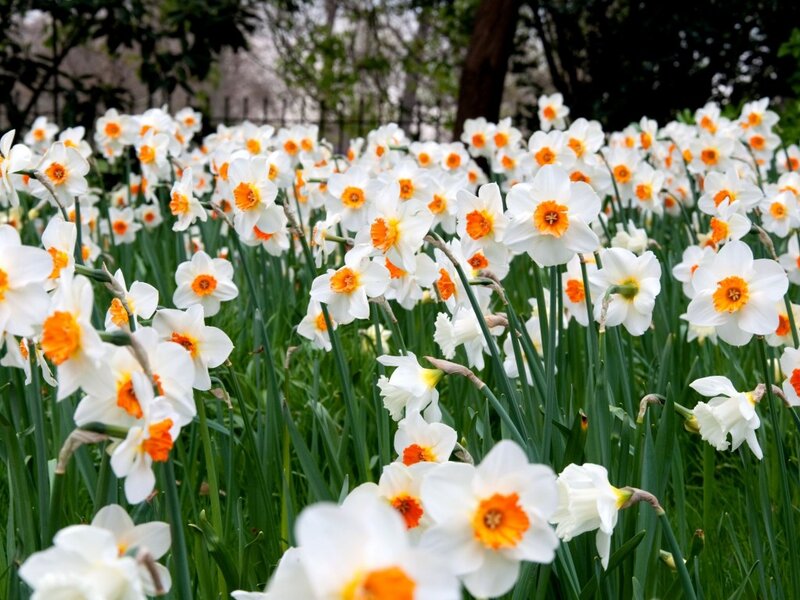 Daffodils in a Field — White, Serene, Spring, Photograph, Flowers
