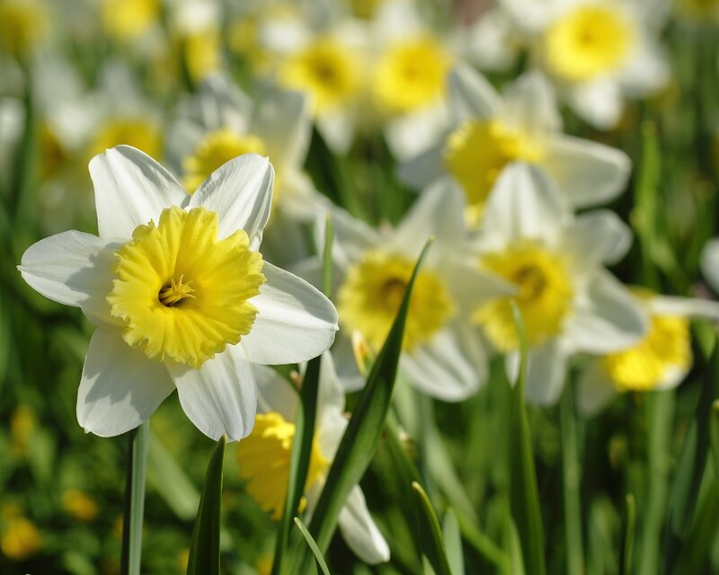 Daffodils in a Field — White, Serene, Spring, Photograph