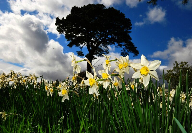 Daffodils in a Field — White, Serene, Spring