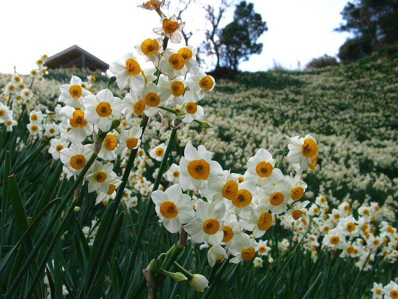 Daffodils in a Field — White, Serene