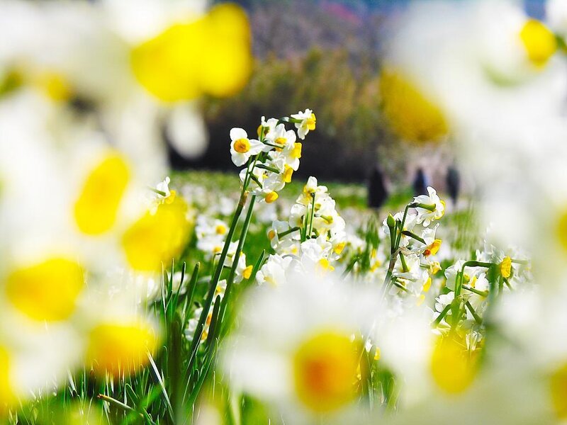 Daffodils in a Field — White