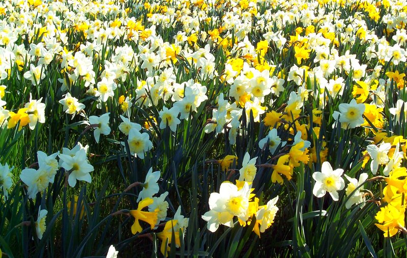 Daffodils in a Field — Yellow, Bright
