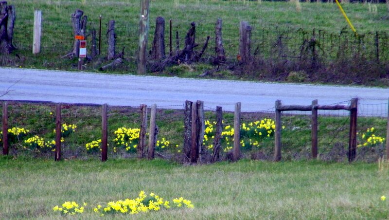 Daffodils in a Field — Yellow, Calm