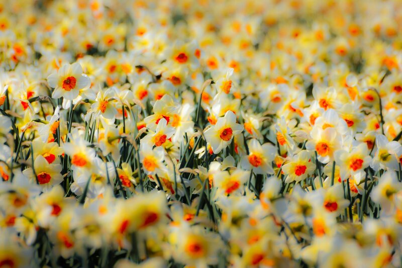 Daffodils in a Field — Yellow, Serene, Spring, Photograph, Flowers, Green Stems