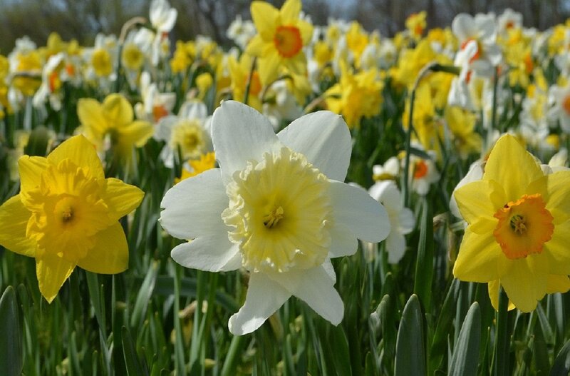 Daffodils in a Field — Yellow, Serene, Spring, Photograph, Flowers