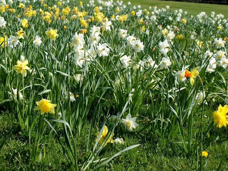 Daffodils in a Field — Yellow, Serene, Spring, Photograph, Grass