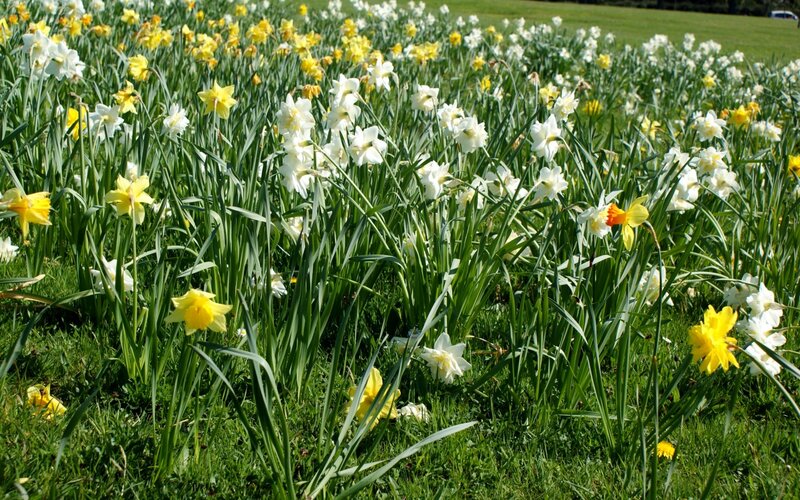 Daffodils in a Field — Yellow, Serene, Spring, Photograph