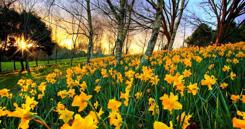Daffodils in a Field — Yellow, Serene, Sunrise