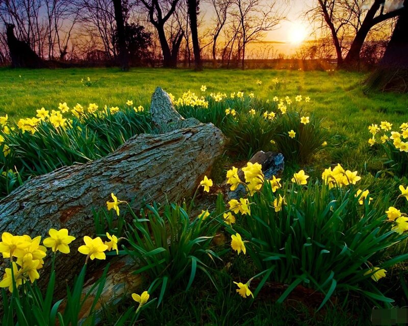 Daffodils in a Field — Yellow, Serene, Sunset, Photograph, Log