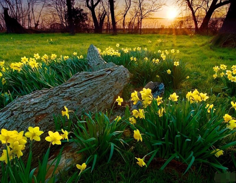 Daffodils in a Field — Yellow, Serene, Sunset, Photograph