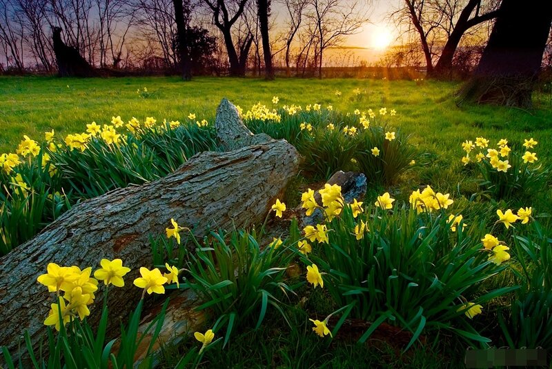 Daffodils in a Field — Yellow, Serene, Sunset