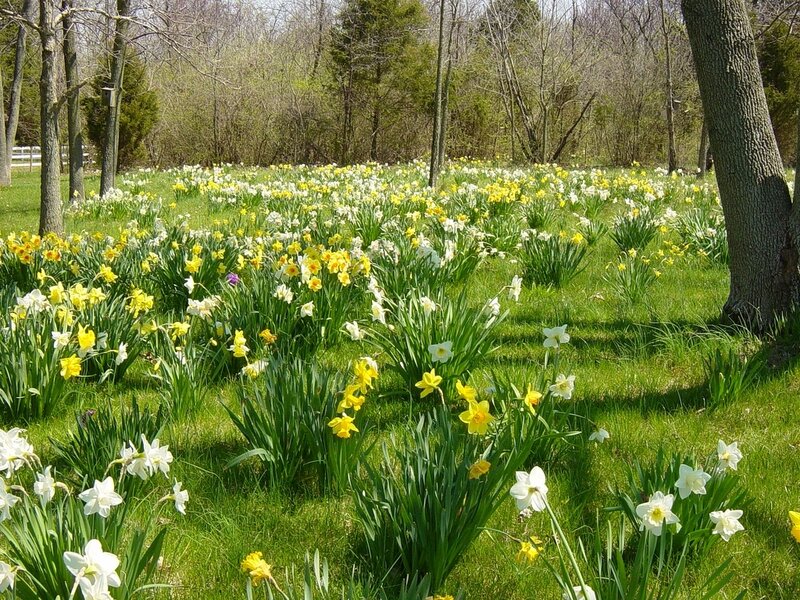 Daffodils in a Field — Yellow, Serene
