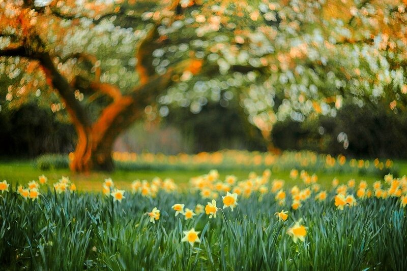 Daffodils in a Field — Yellow