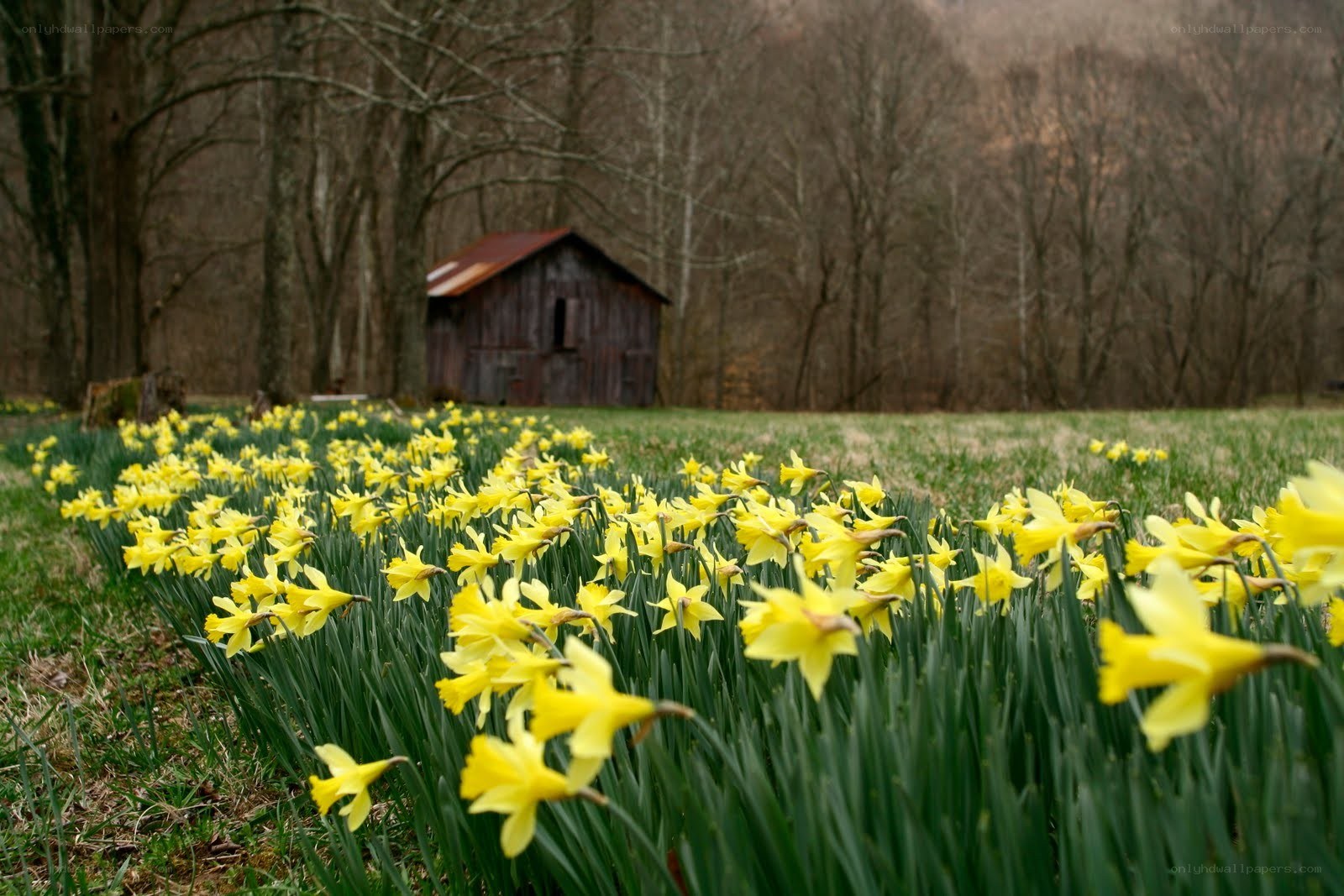 Daffodils in a field