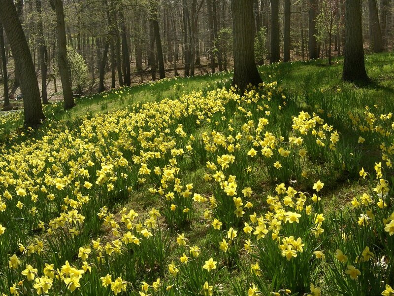 Daffodils in a forest clearing