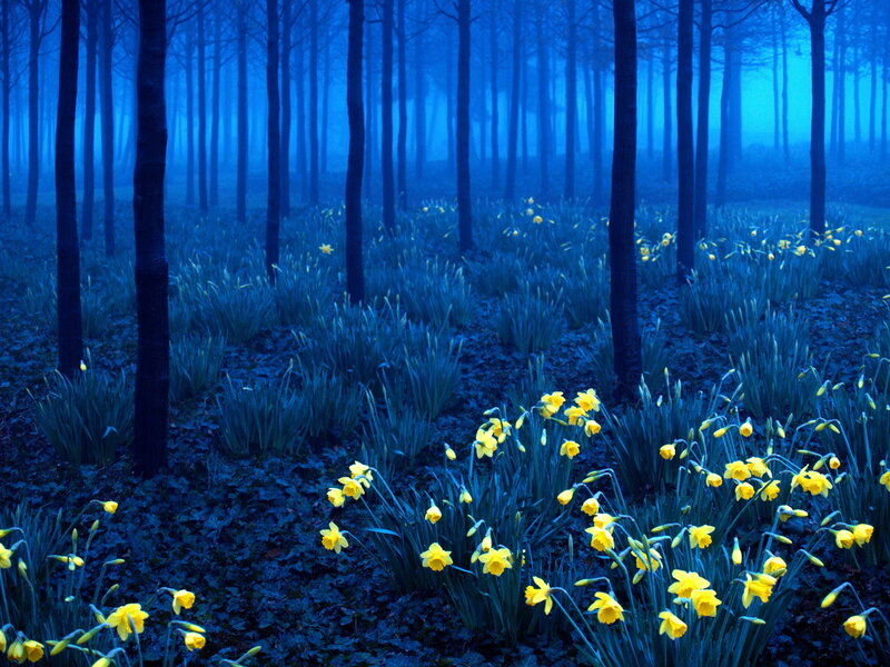Daffodils in a Forest