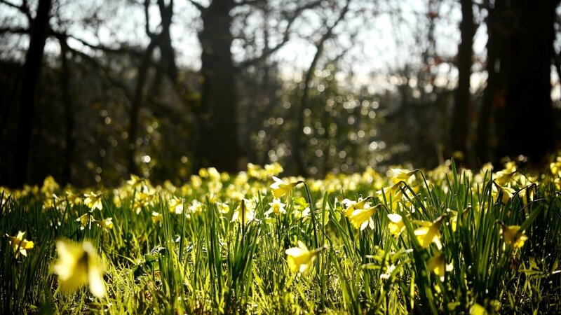 Daffodils in a Forest — Yellow, Serene, Spring
