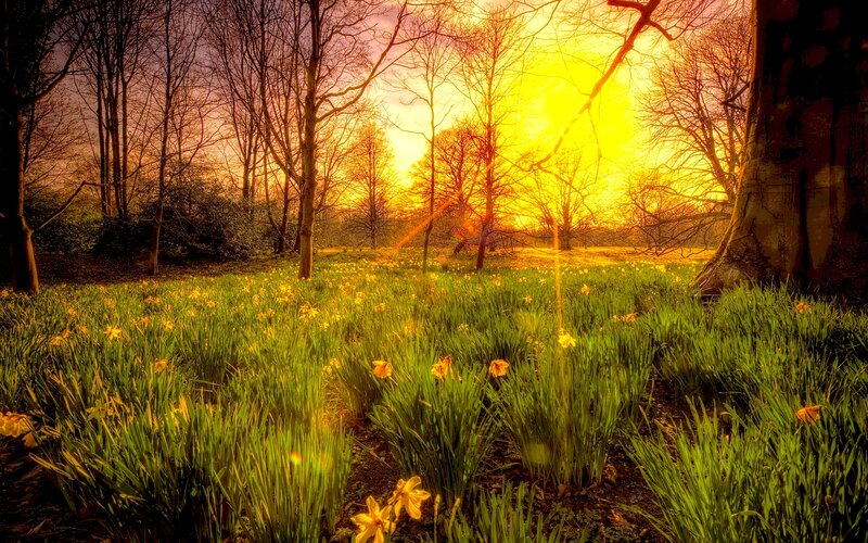 Daffodils in a Forest — Yellow