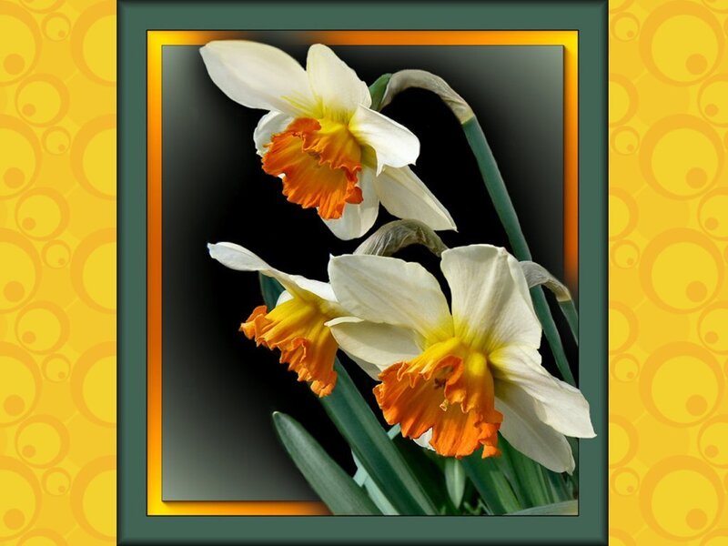Daffodils in a Frame