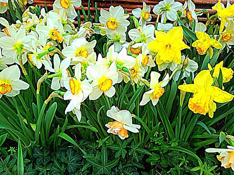 Daffodils in a garden