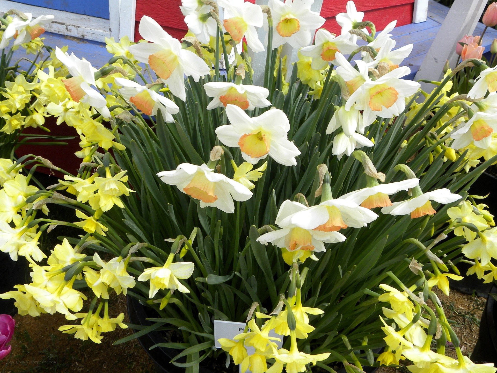 Daffodils in a garden display