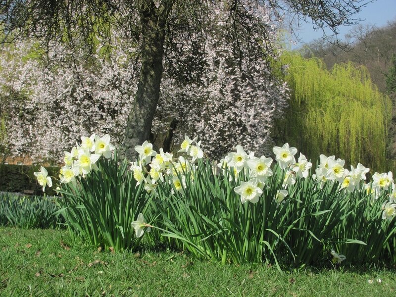 Daffodils in a Garden — Green