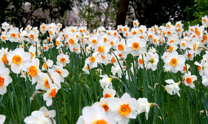 Daffodils in a garden
