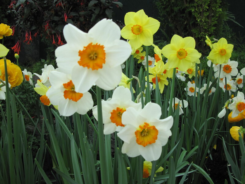 Daffodils in a Garden — White, Serene, Spring, Photograph