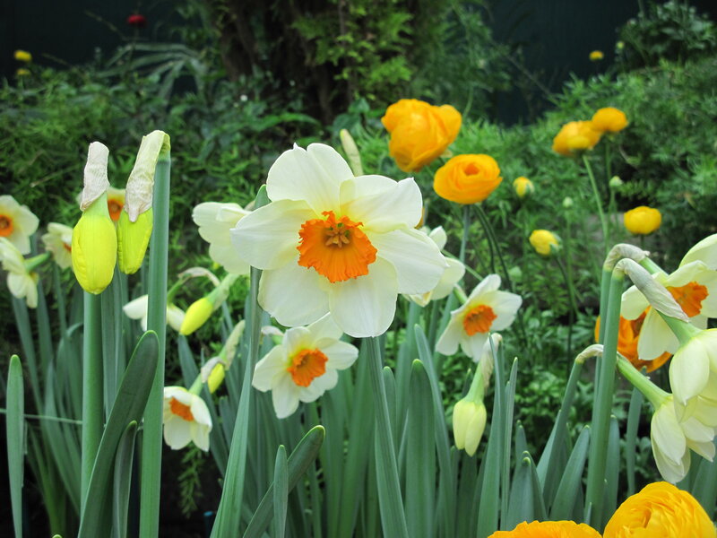 Daffodils in a Garden — White, Serene, Spring