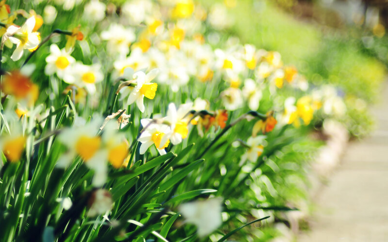 Daffodils in a Garden — White, Serene