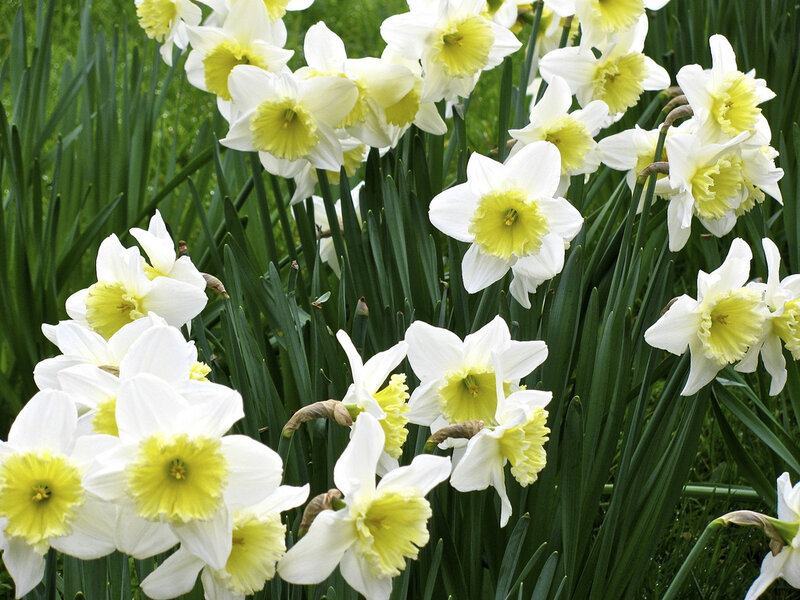 Daffodils in a Garden — White