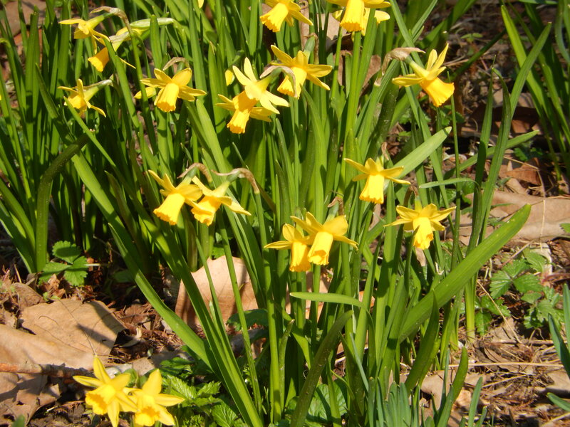 Daffodils in a Garden — Yellow, Bright