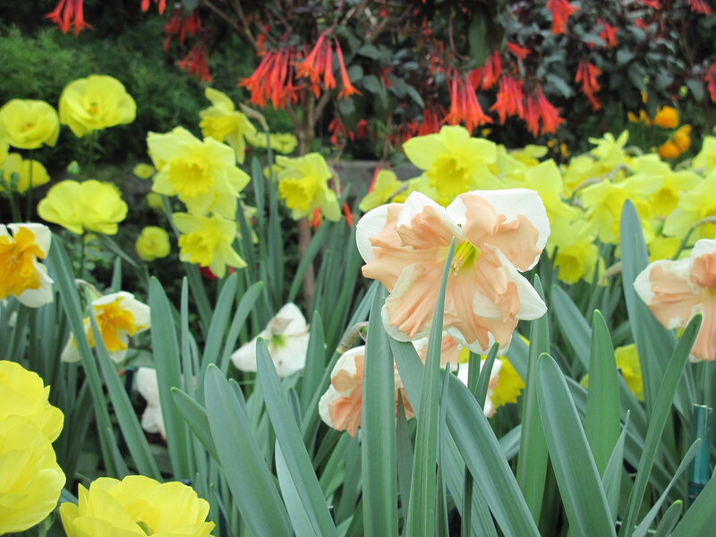 Daffodils in a Garden — Yellow, Calm, Spring