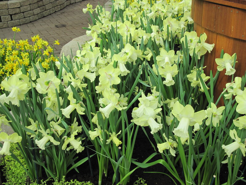 Daffodils in a Garden — Yellow, Calm