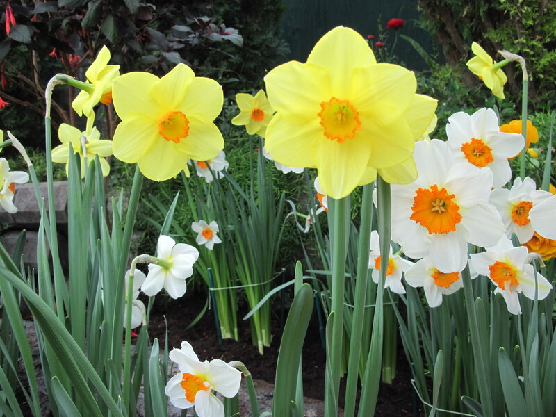 Daffodils in a Garden — Yellow, Serene, Spring