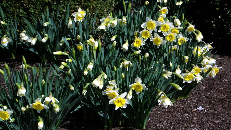 Daffodils in a Garden — Yellow, Serene