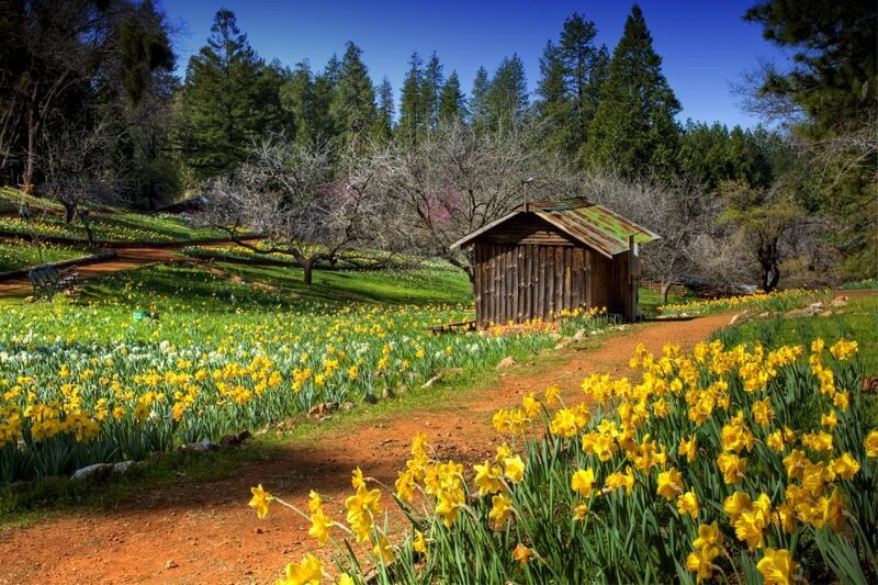 Daffodils in a Garden — Yellow