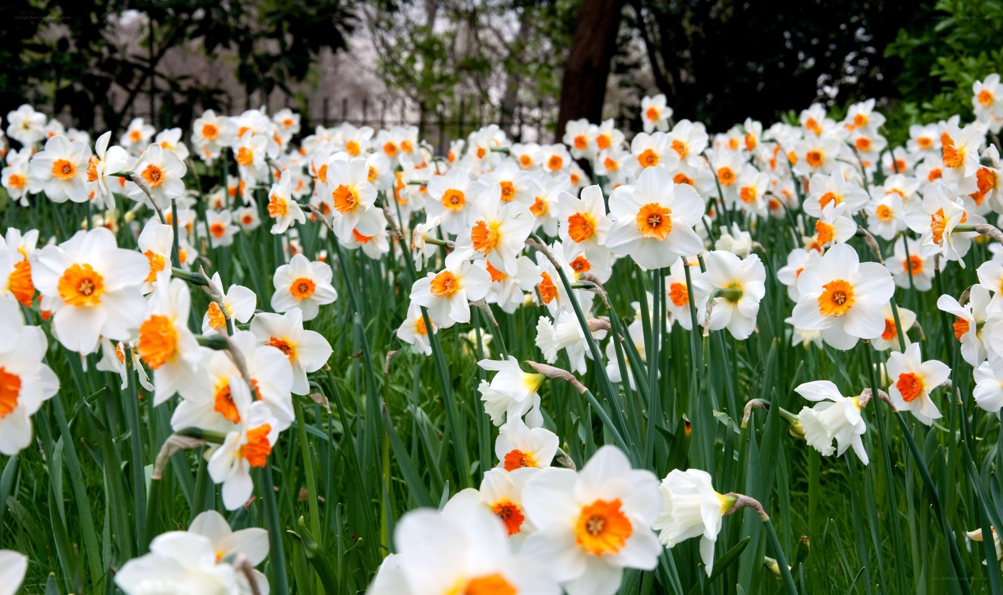 Daffodils in a garden