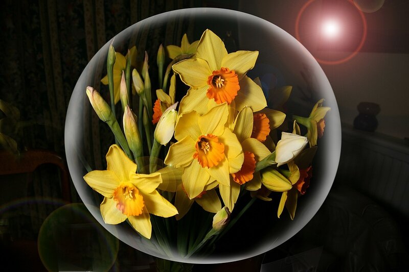 daffodils in a glass orb