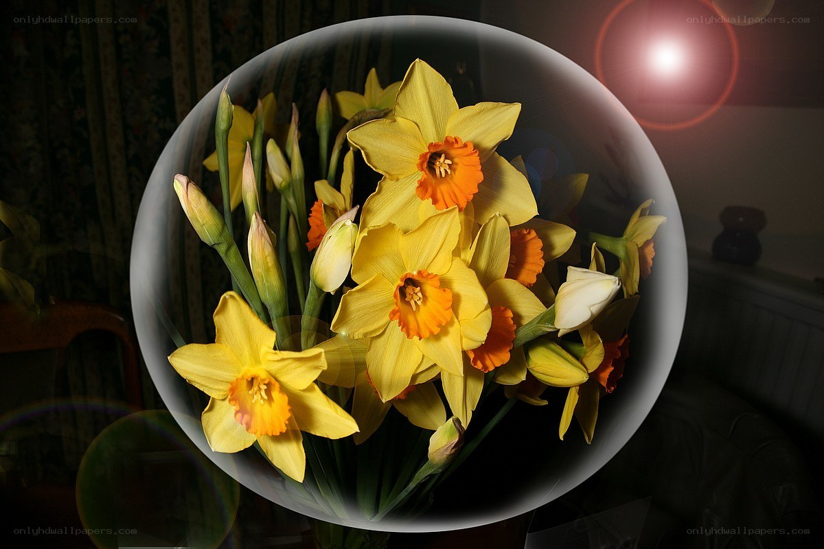 daffodils in a glass orb