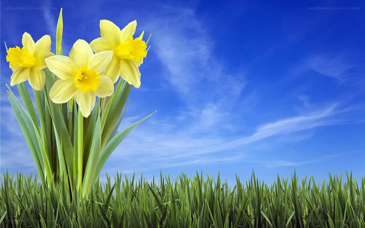 Daffodils in a grassy field