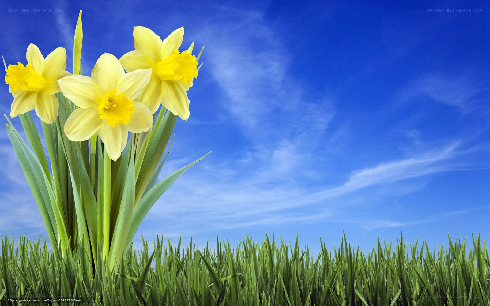 Daffodils in a grassy field