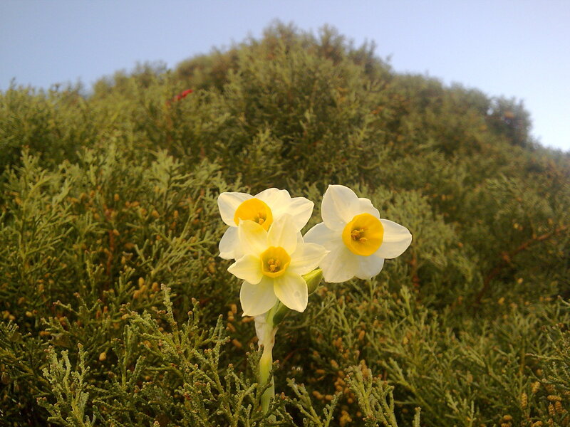 Daffodils in a green bush