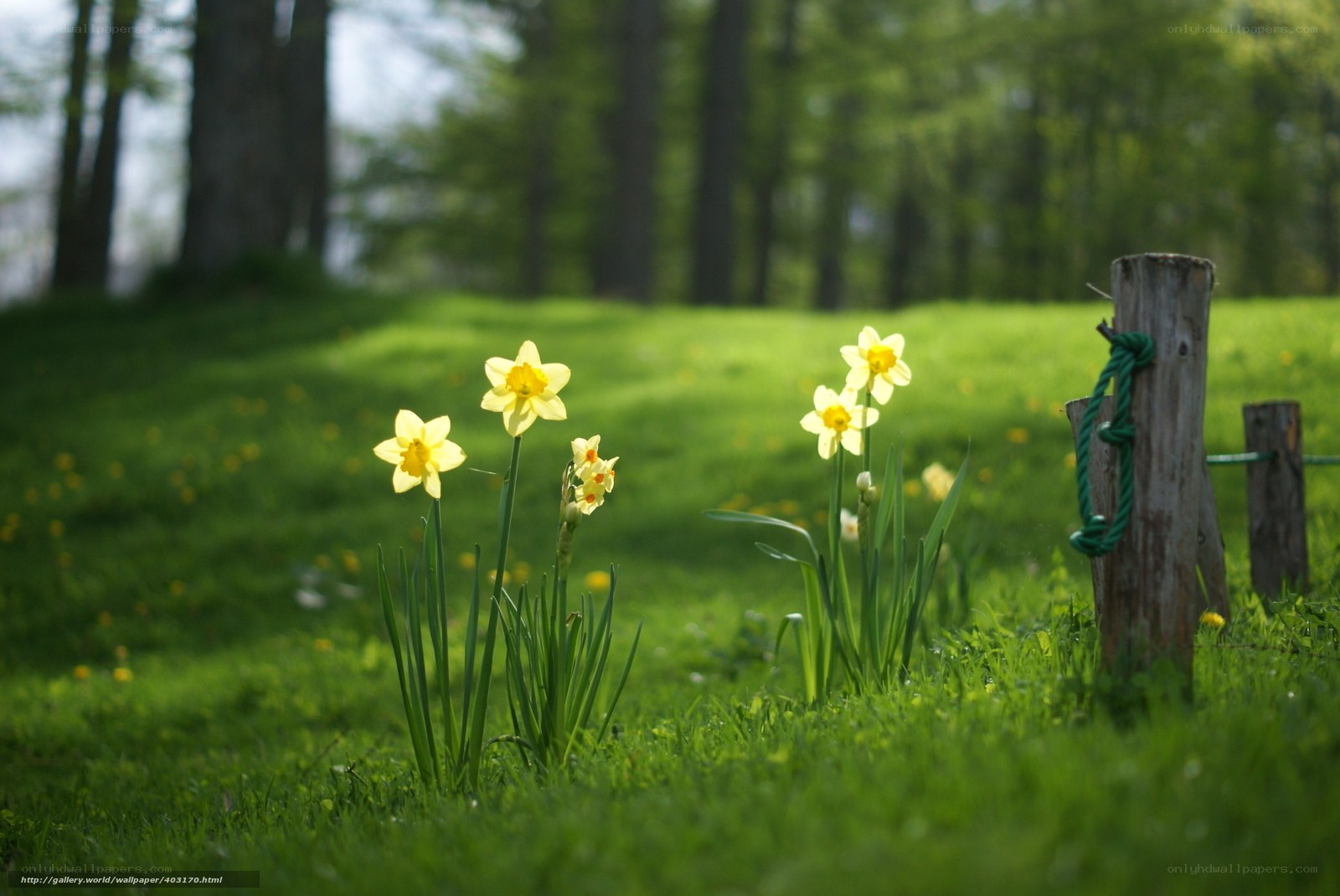 Daffodils in a green field
