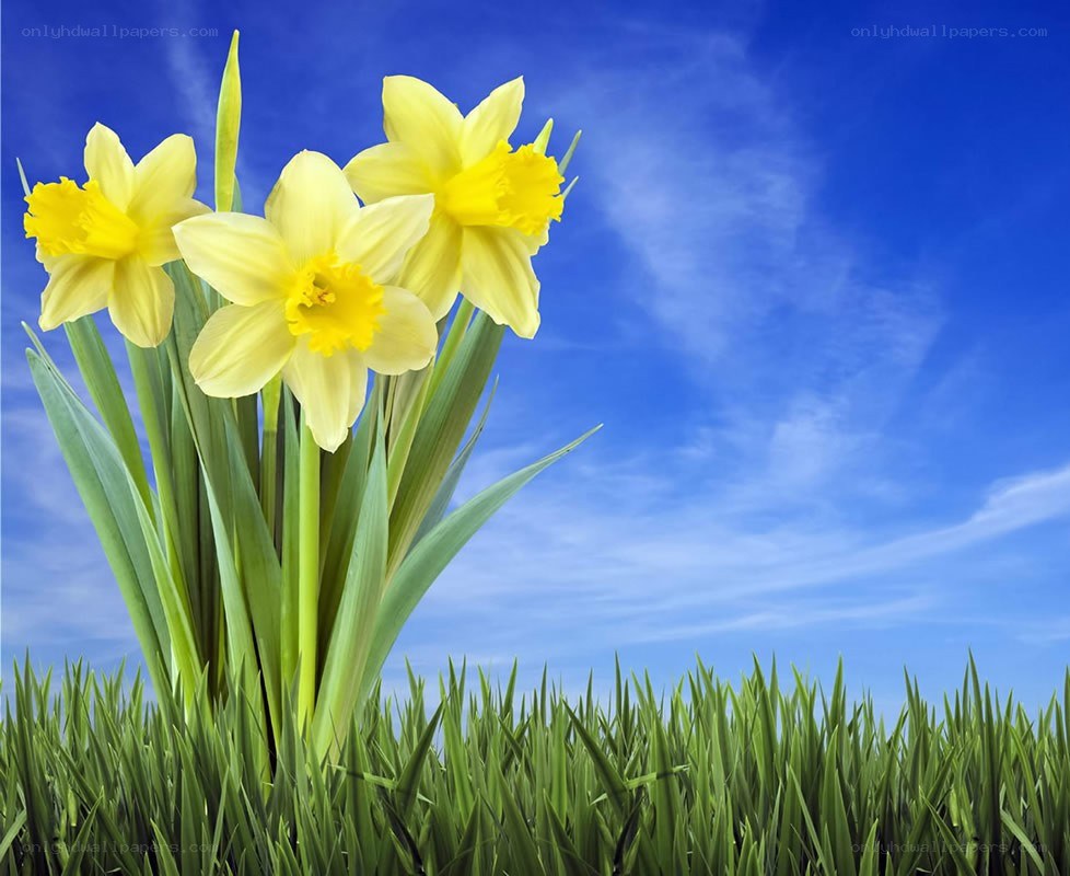 Daffodils in a green field