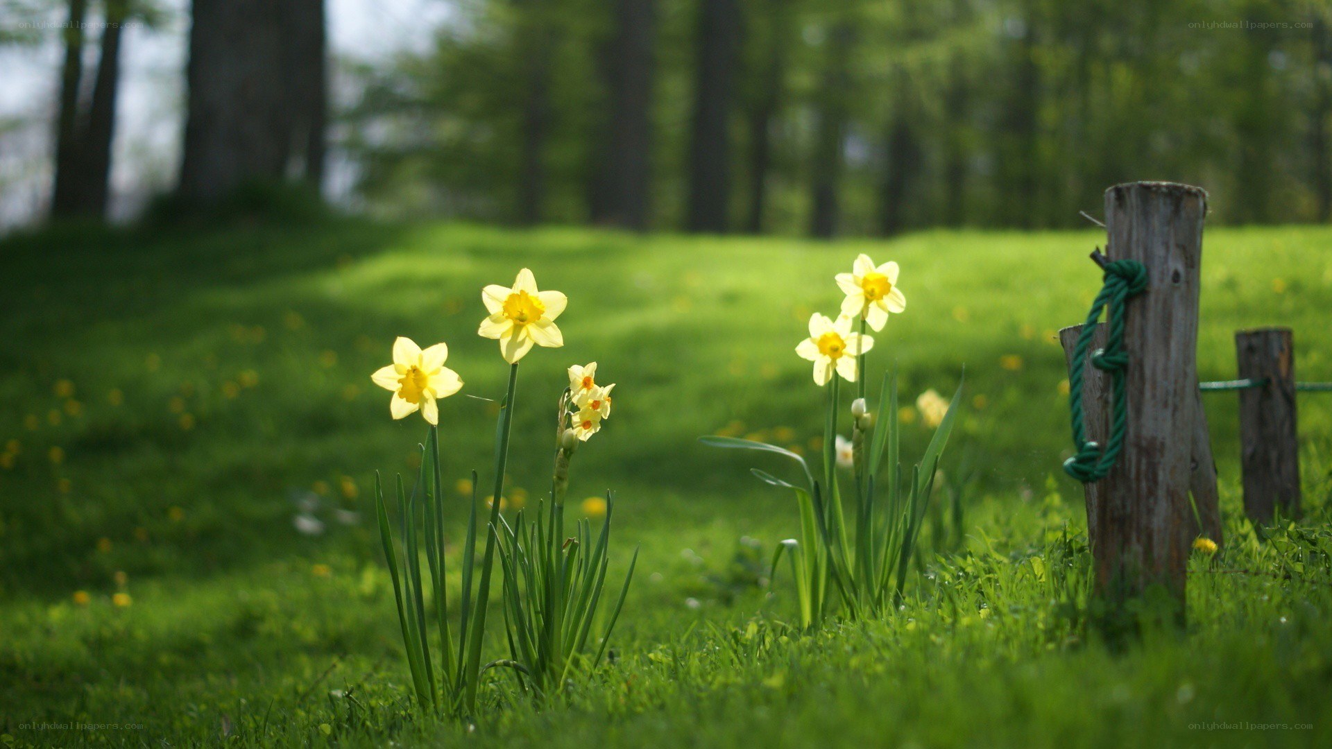 Daffodils in a green field