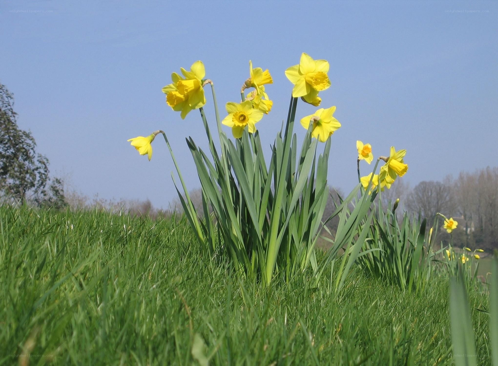 Daffodils in a green field