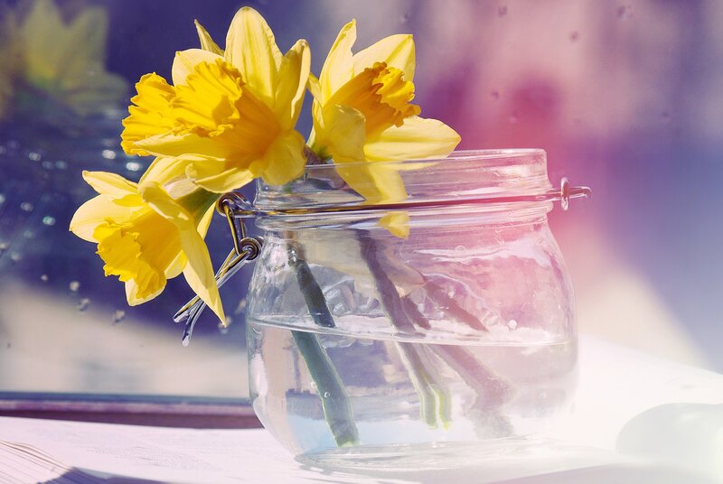 Daffodils in a Jar — Yellow