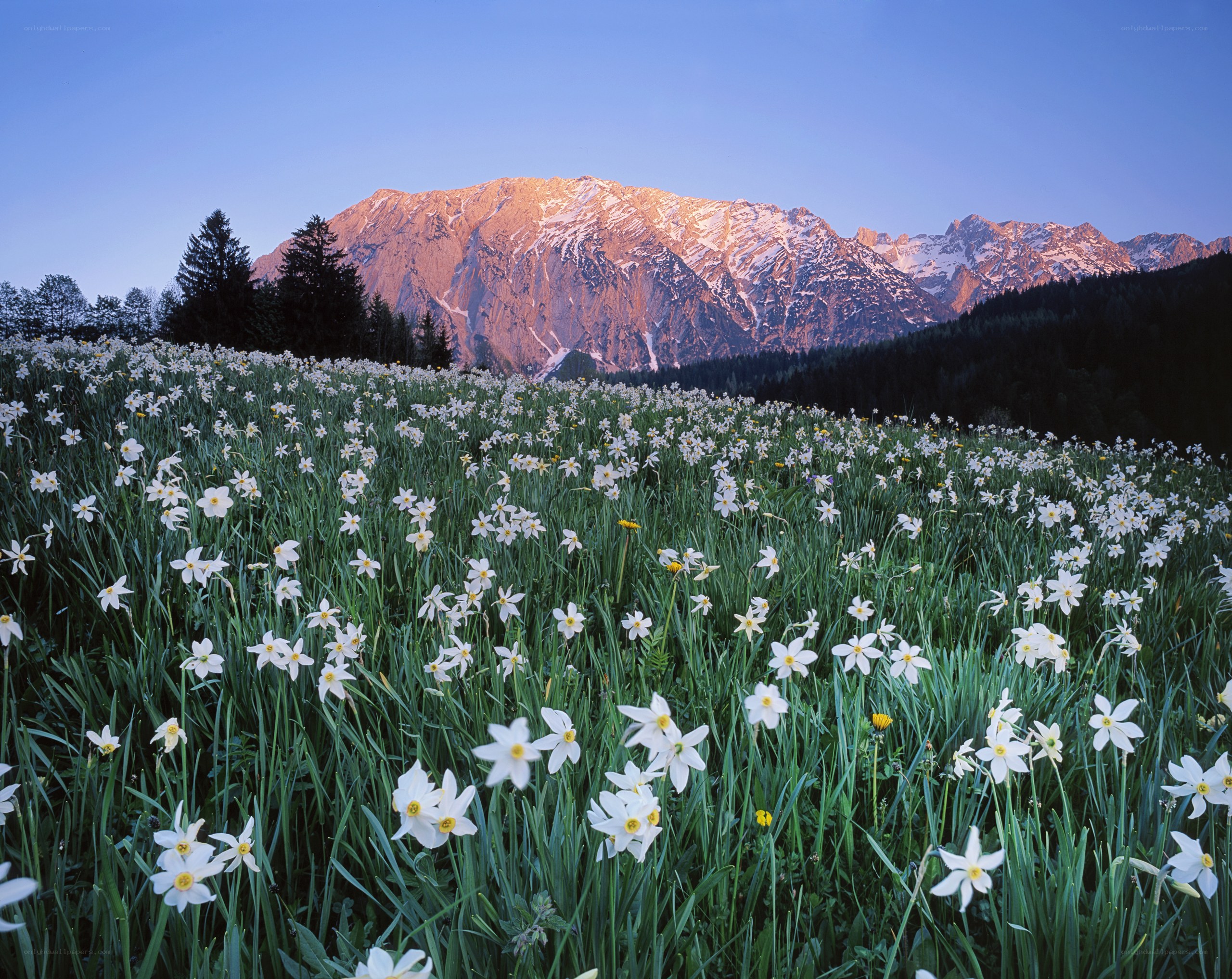 Daffodils in a mountain valley