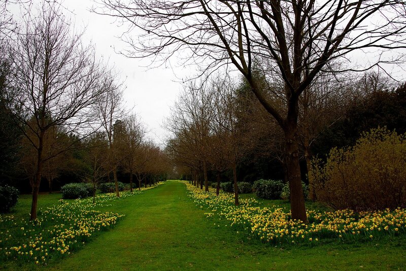 Daffodils in a Park — Green